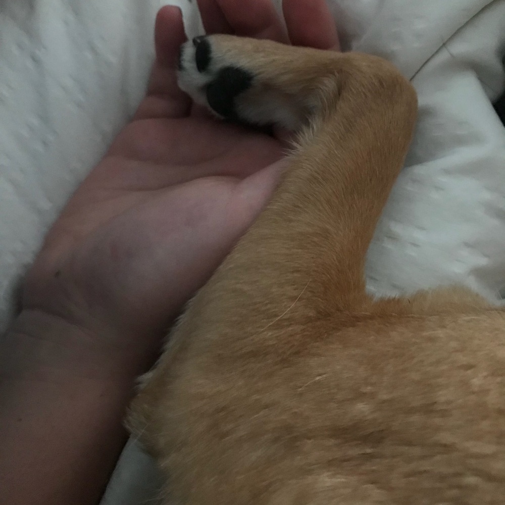 Meet your Posher, Alison